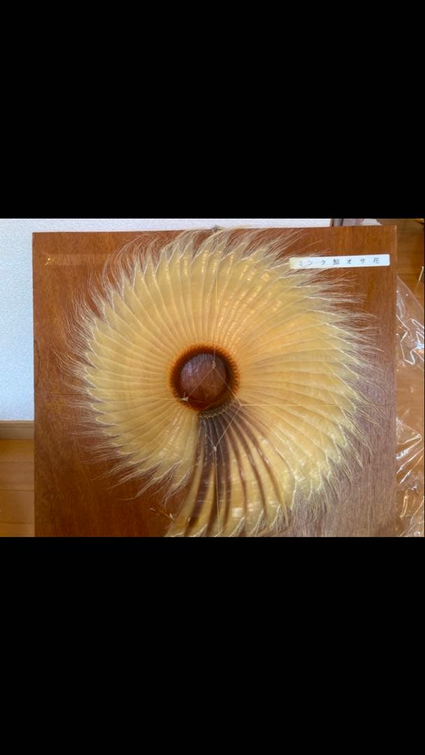ミンククジラ　鯨　くじら　ひげ 髭　入手困難　レア