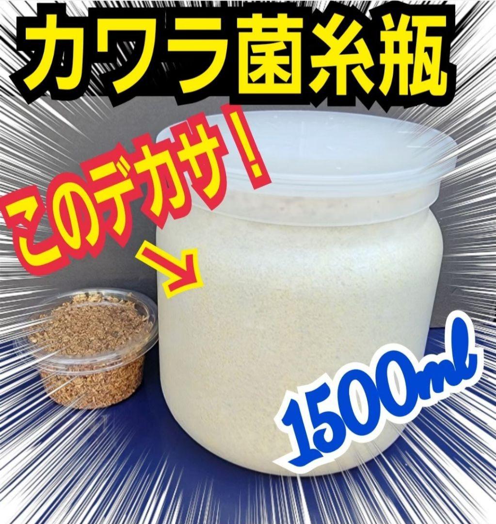 極上！カワラタケ菌糸瓶　特大1500ml【5本】特殊アミノ酸強化配合！デカクなる