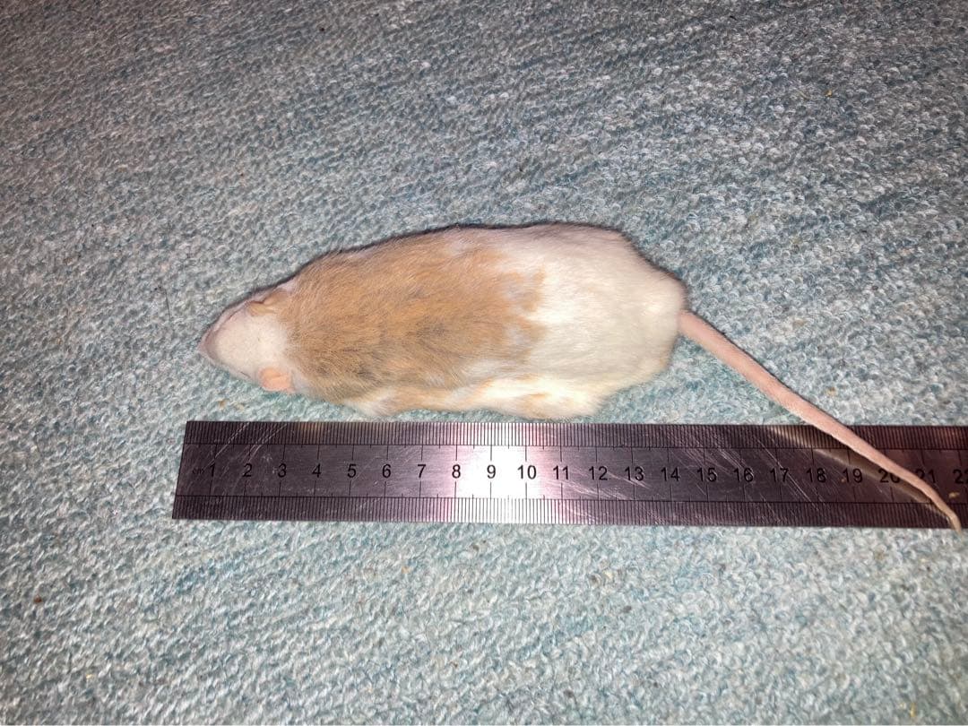 0123【冷凍】ヤワゲネズミ　リタイアサイズ80～100ｇ　40匹