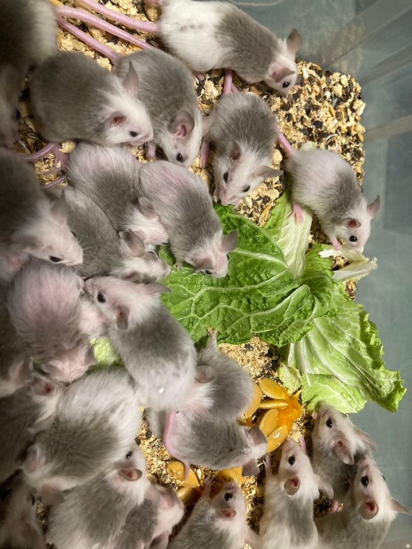 0123【冷凍】ヤワゲネズミ　リタイアサイズ80～100ｇ　40匹