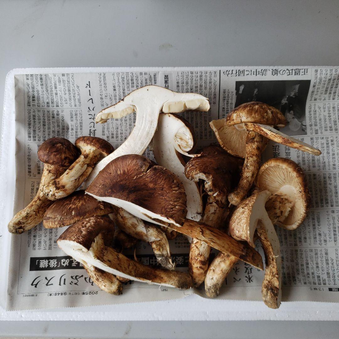 岩手三陸産松茸キズ有り700g