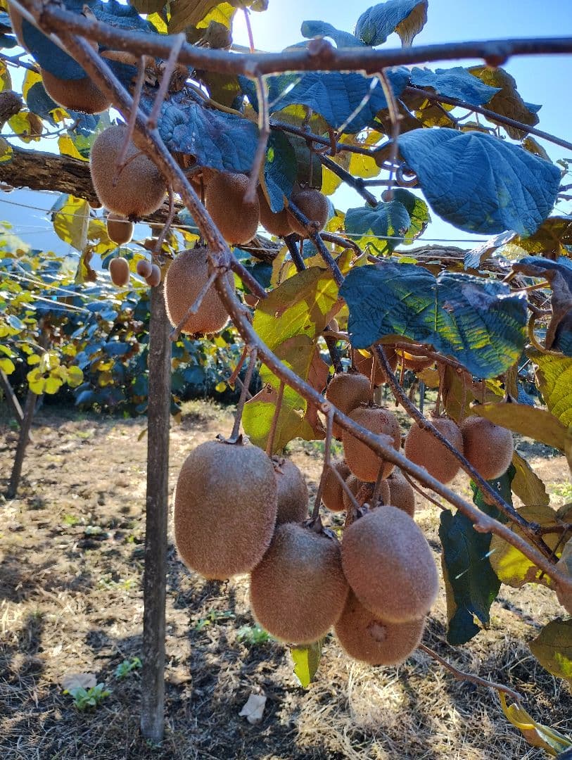 キウイフルーツ　17.5kg