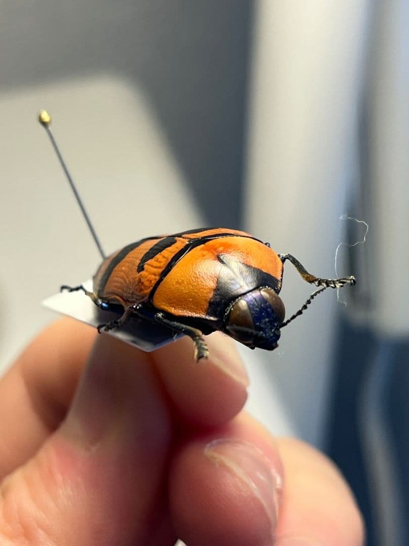 【35mm】クロモンベニオウサマムカシタマムシ Calodema標本 スハンダエ