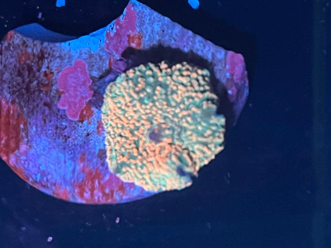 激レア　値下げ！パイナップルベティーズサーフボードセット