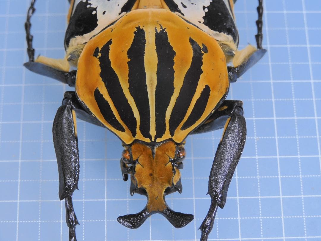 標本 Goliathus cacicus 80mm