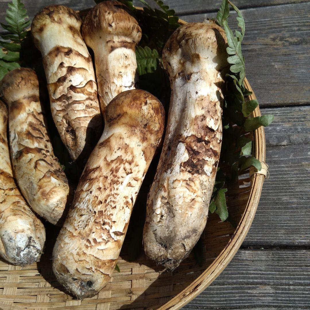 岩手県産マツタケ317g