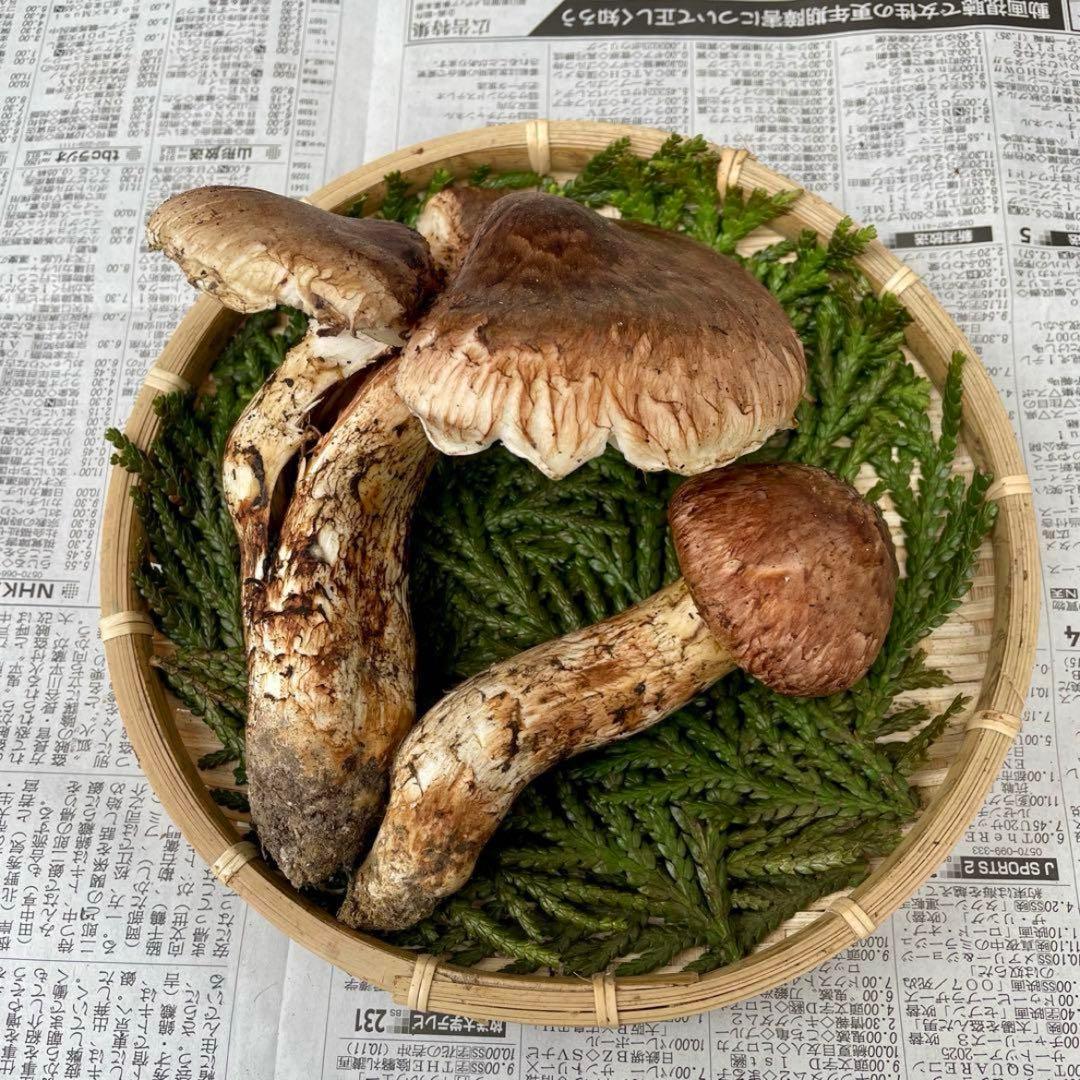 天然きのこ 松茸 国産 マツタケ まつたけ 大自然の凛さん採取その181