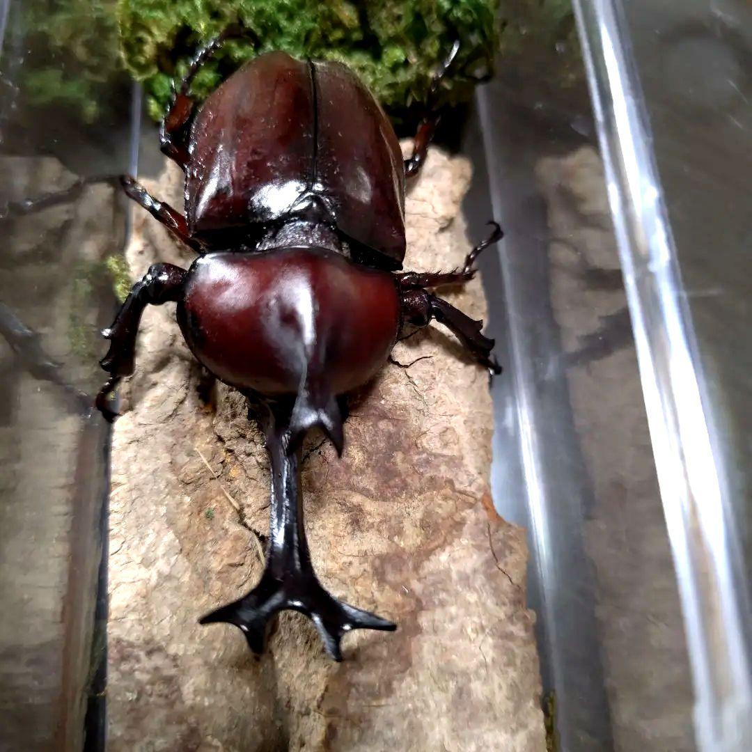 野生82mm頭角19.4mm胸角幅6mmぐらい美しいレッド赤超特大カブトムシ標本