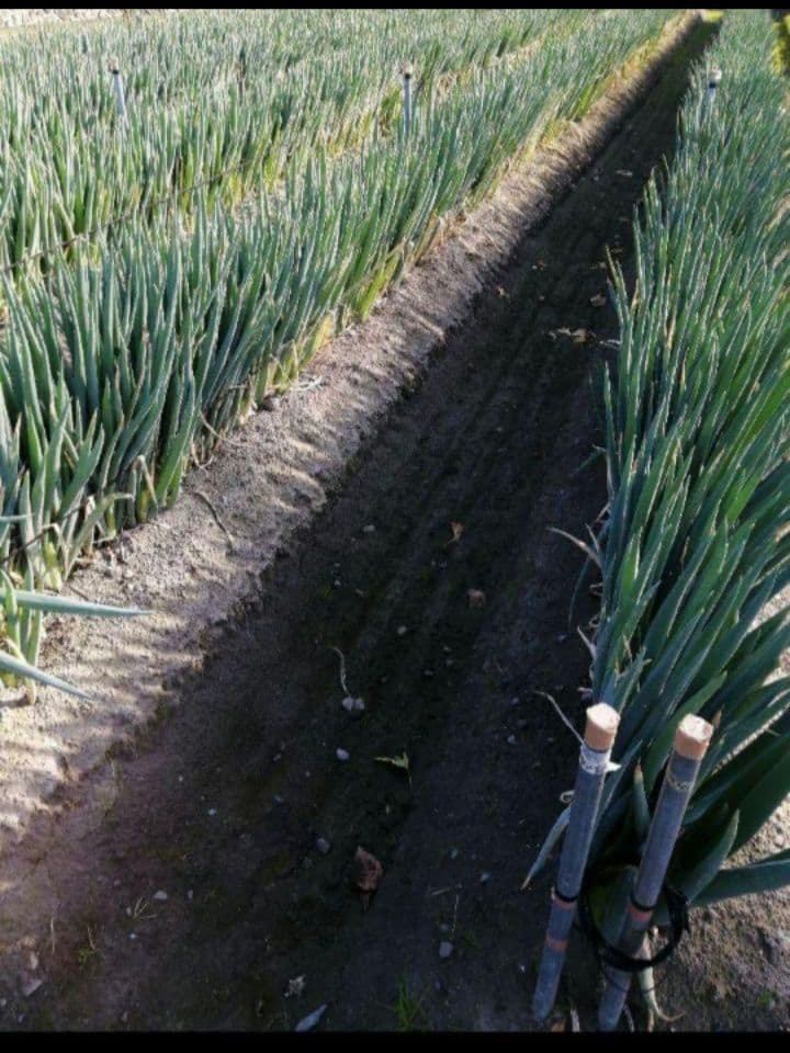 31日発送！愛媛県産白ネギ　長ねぎ　ねぎ　野菜