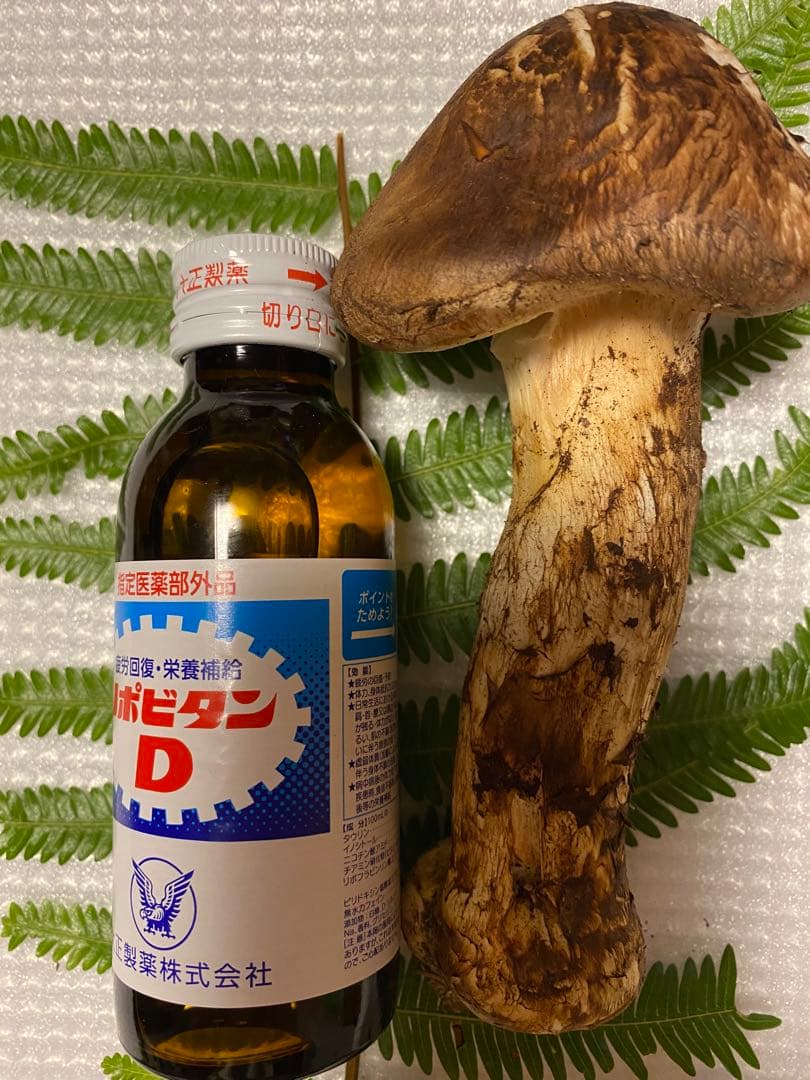 夕採れたて蕾松茸