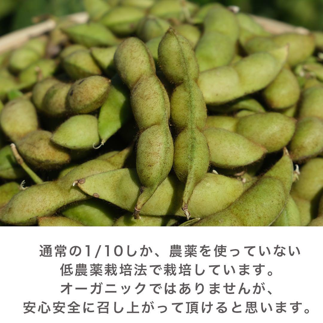 《採れたて》 兵庫県丹波篠山産　黒枝豆　6kg 低農薬栽培 黒大豆