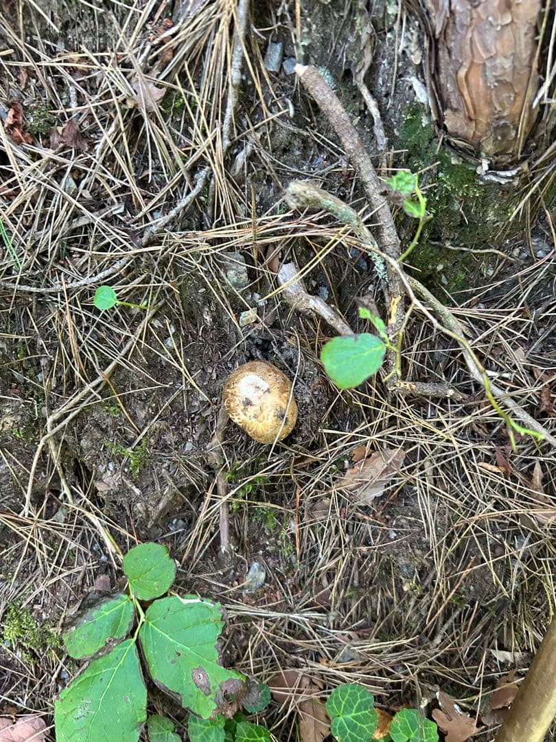 岩手県産松茸 126ｇ