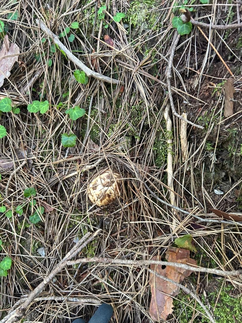 岩手県産松茸 126ｇ