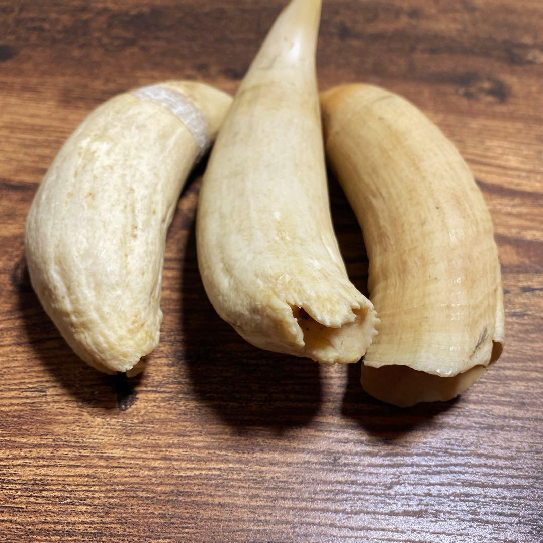 【希少・当時物】マッコウクジラの歯 3本セット（合計 約399g）鯨歯