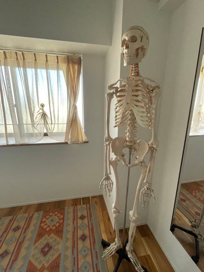 可動式　人体模型 約170cm 解剖学　ヨガ