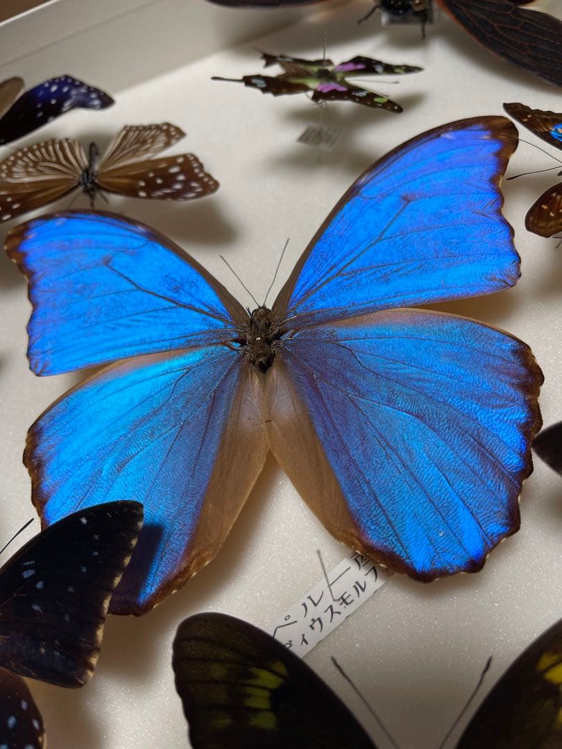 希少！外国産 国産 蝶標本12セット ディディウスモルフォ/ナンベイコムラサキ等