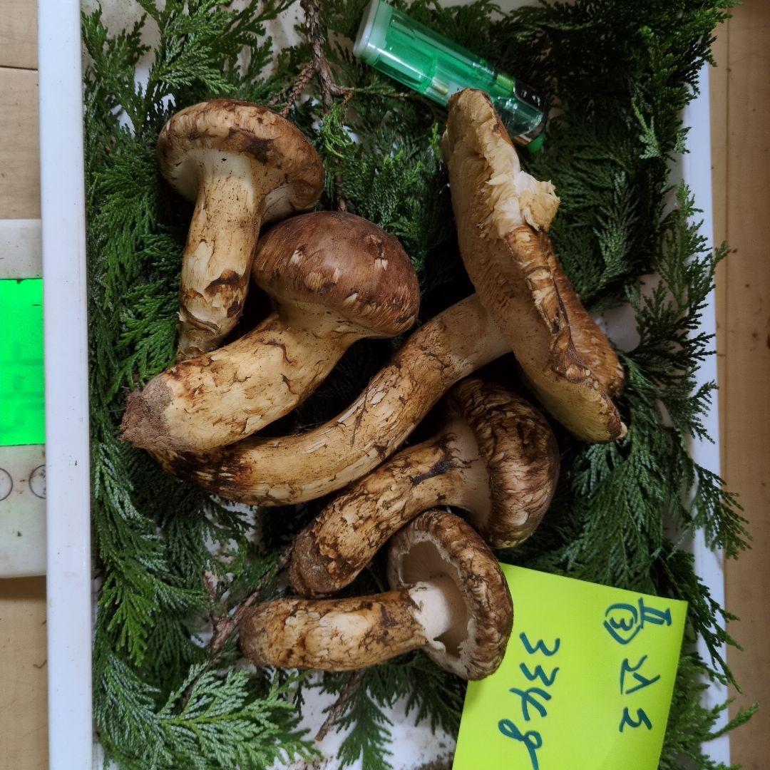 和歌山松茸 新鮮朝市　込み込み　334㌘