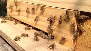 蜂蜜(日本蜜蜂1,1㎏×１本)