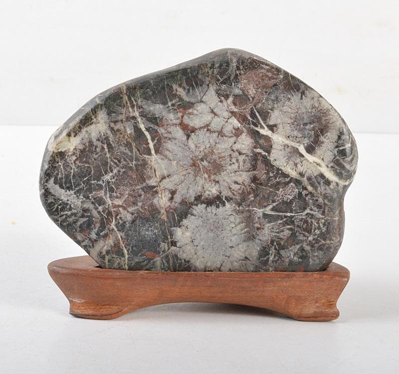鑑賞石　天然石　菊花石　置物　唐木台付　M　R5115