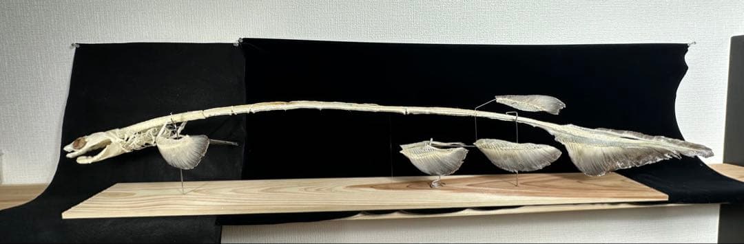 ラブカ 全身骨格