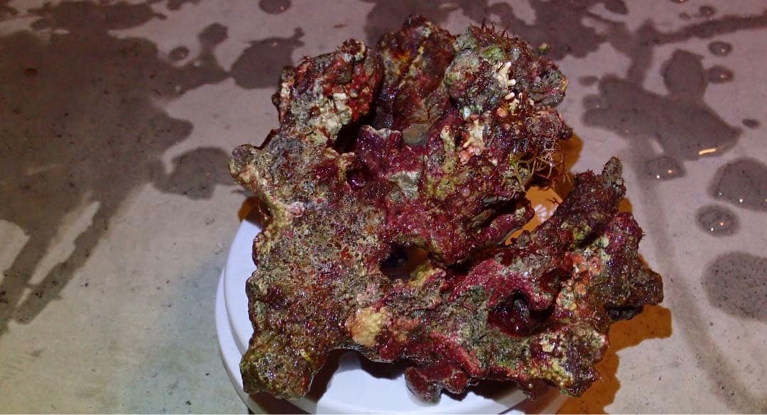 ライブロック　約4.4kg