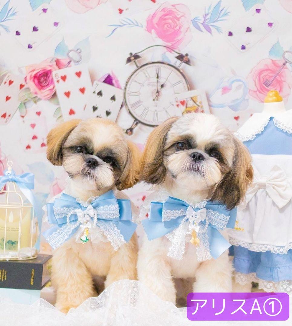 背景布ハロウィンK②　ペット、パーティー撮影用フェルトトリミングチョーカー販売中