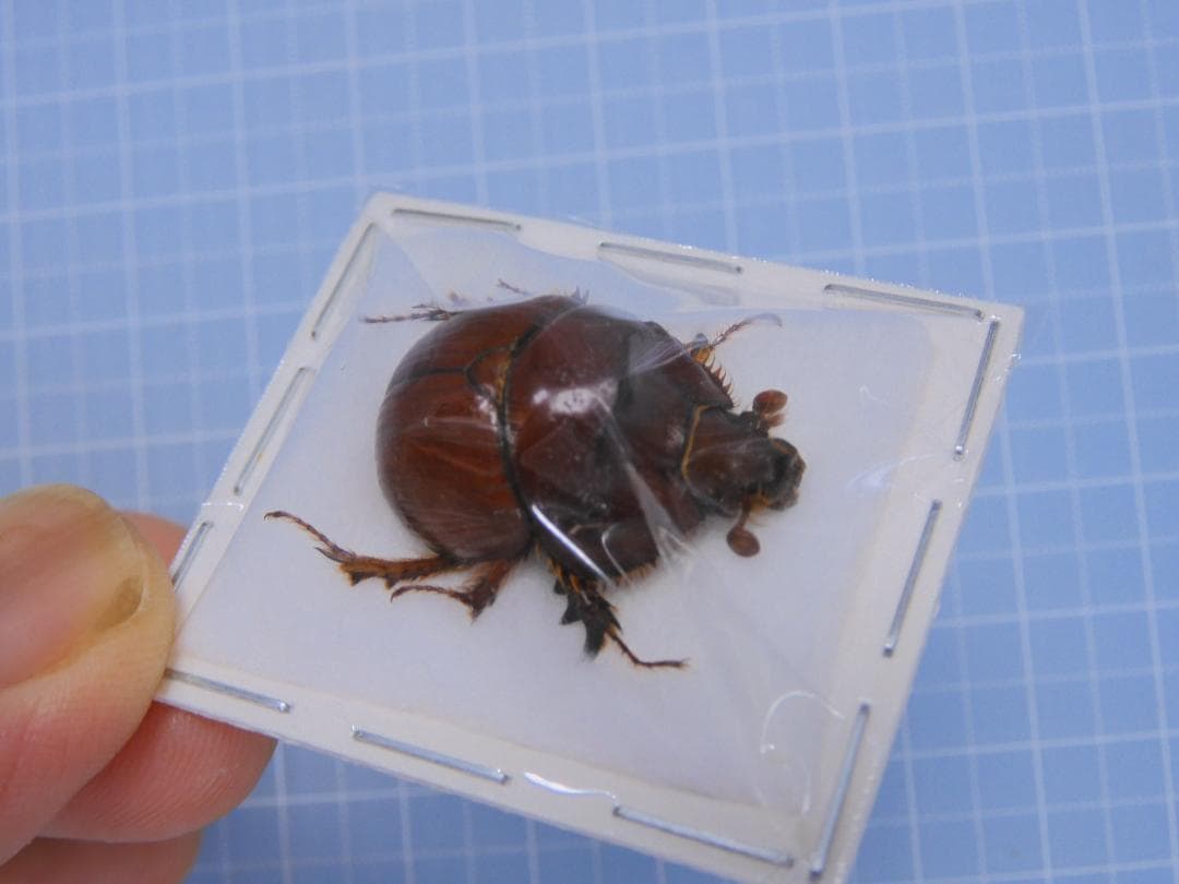 標本用品 Australia Bolboceratidae sp. 24mm