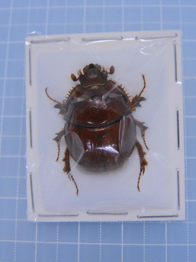 標本用品 Australia Bolboceratidae sp. 24mm