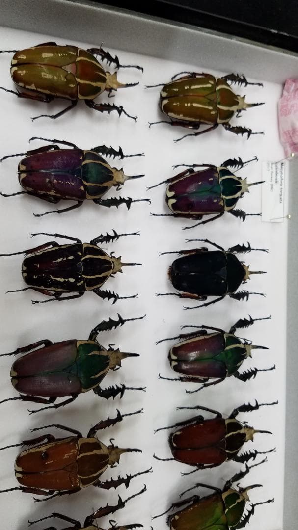 コレクションシリーズウガンデンシス