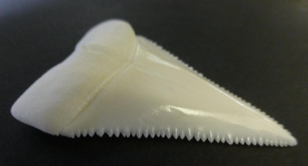 ホホジロザメ（Carcharodon carcharias）の歯 45.4ｍｍ