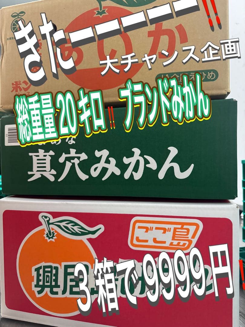 本日大チャンス企画きたーー‼️3箱同時‼️まどんな、興居島、真穴みかん9999円25