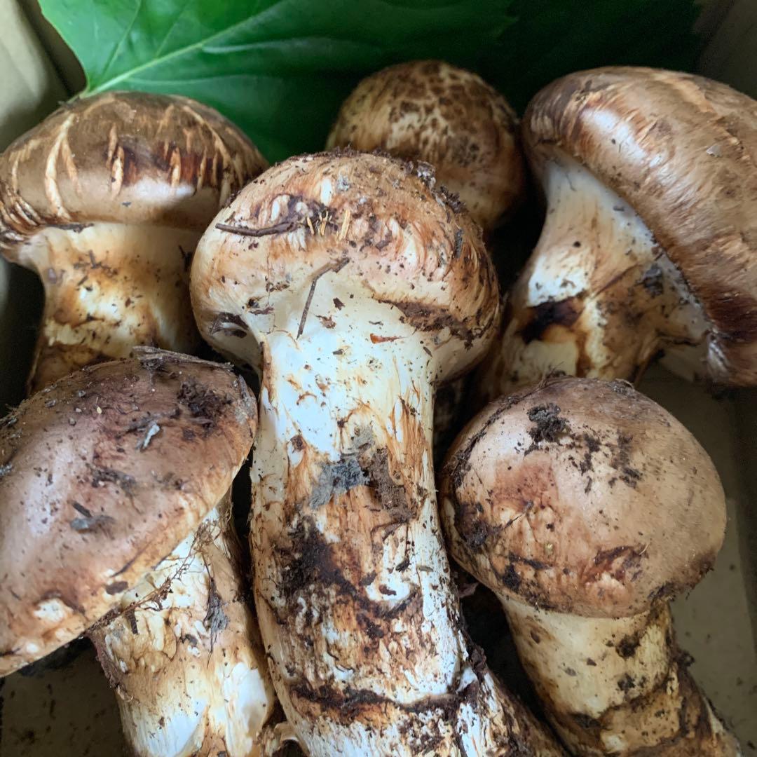 岩手県産　松茸　458g