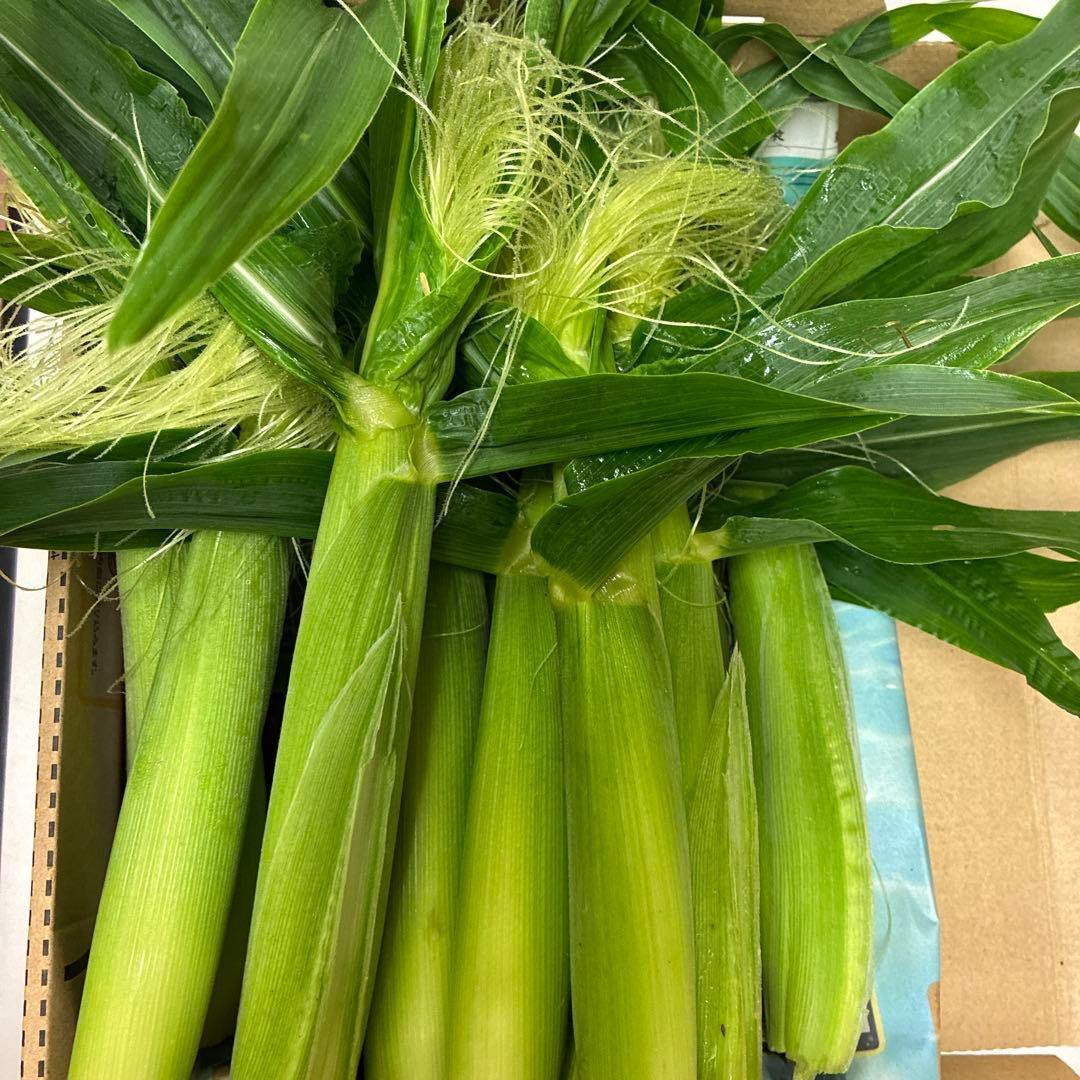 新鮮採れたてヤングコーン　100本