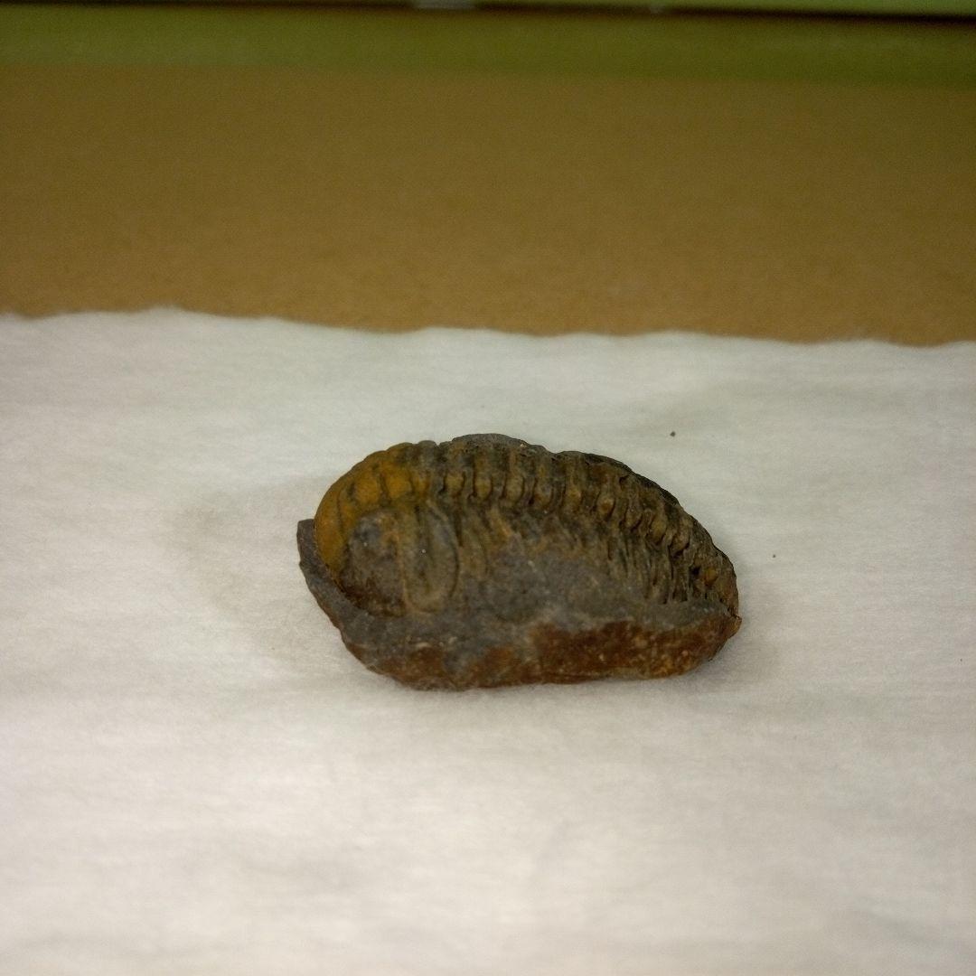 三葉虫　化石　三葉虫化石　究極のレトロ　fossil　ボリビア産　化石管理番号⑮