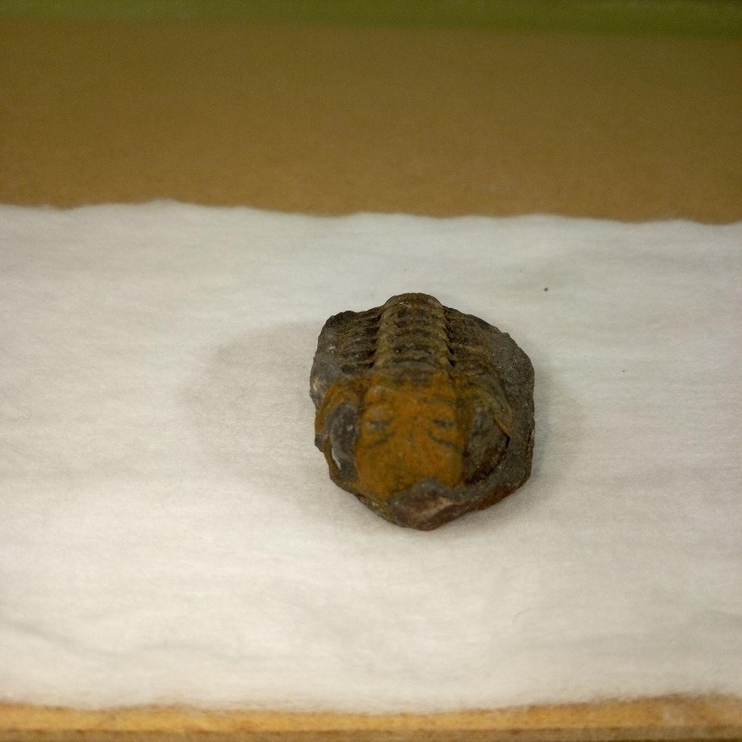 三葉虫　化石　三葉虫化石　究極のレトロ　fossil　ボリビア産　化石管理番号⑮