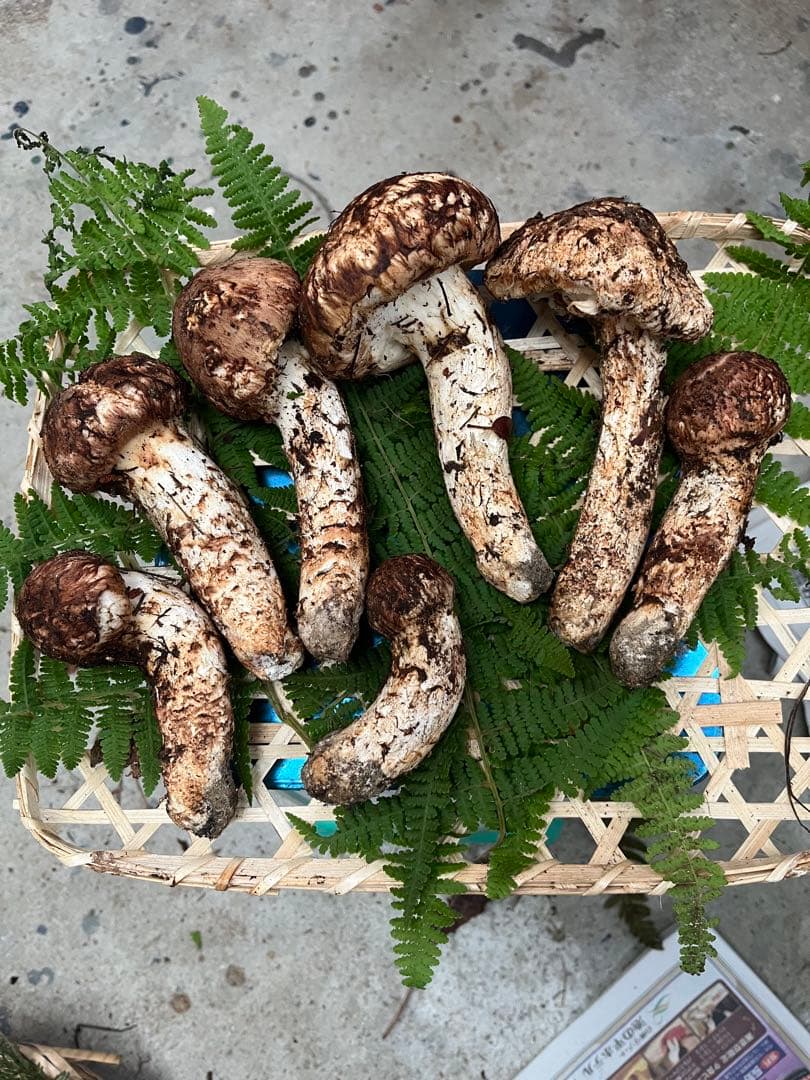 信州産　松茸　500g