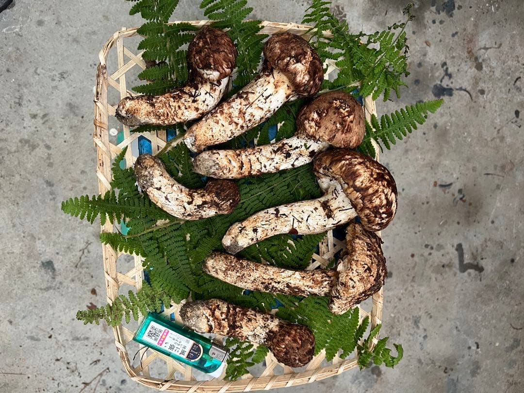 信州産　松茸　500g