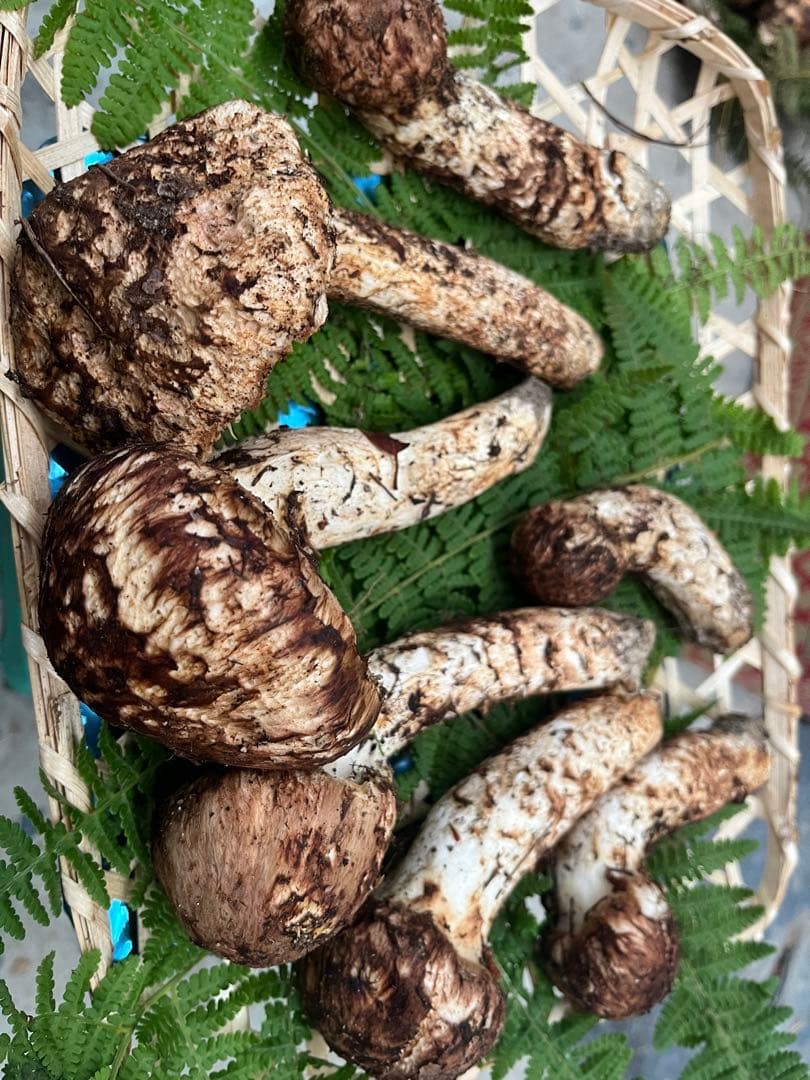 信州産　松茸　500g