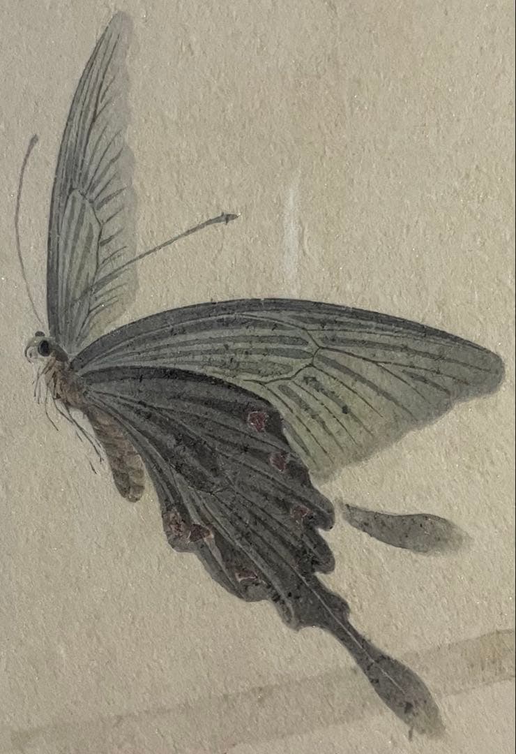 永武哲彌　道行　蝶々　ぼたん　共シール　10号