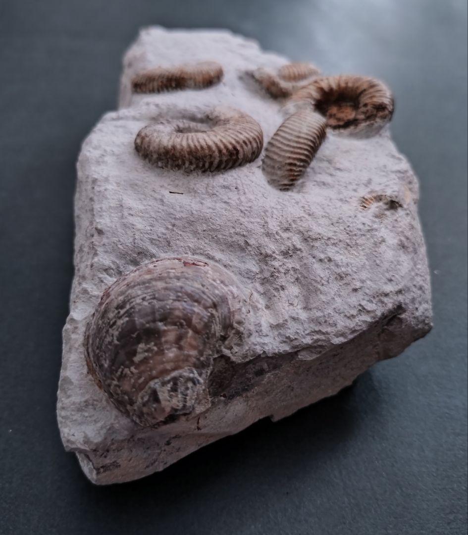 未確認種のアンモナイトと二枚貝の群集化石