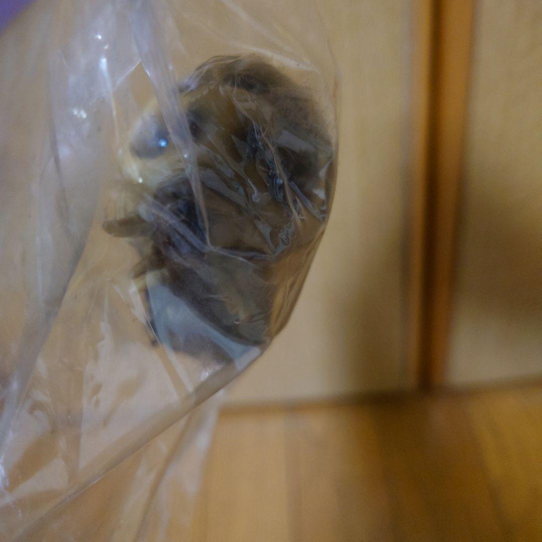 未開封 シネラマ ソフビシリーズ モスラ、モスラ幼虫 アートストーム