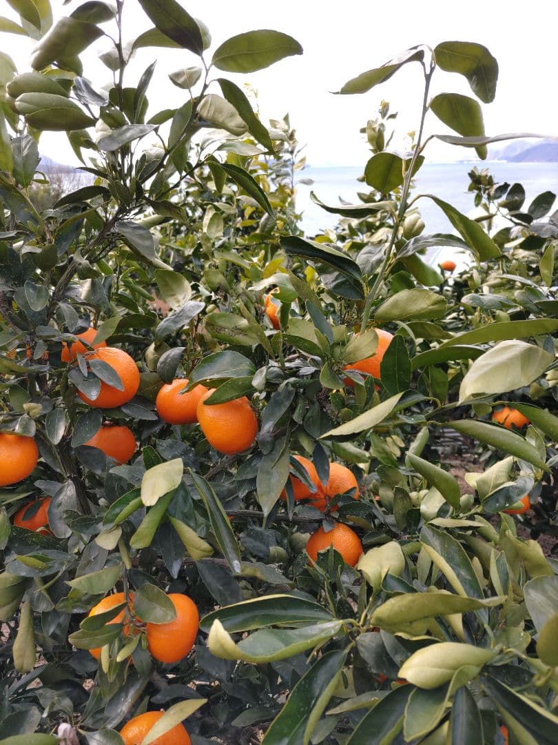 瀬戸田産　麗紅　20kg