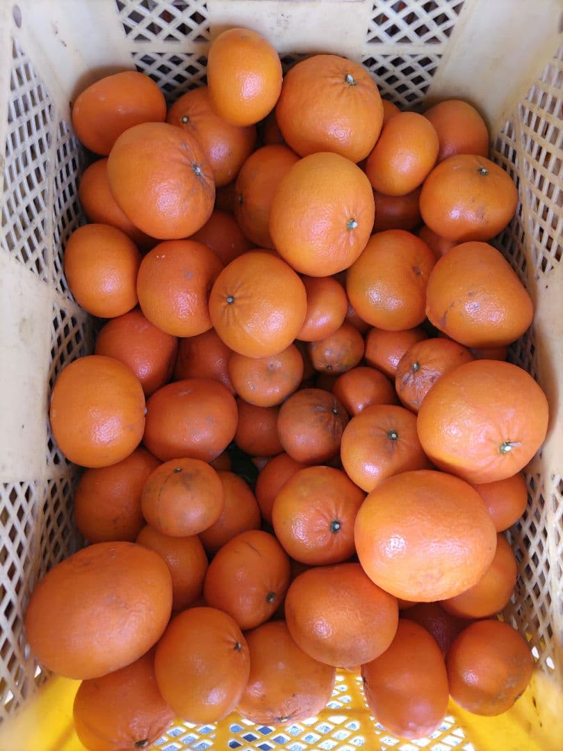 瀬戸田産　麗紅　20kg