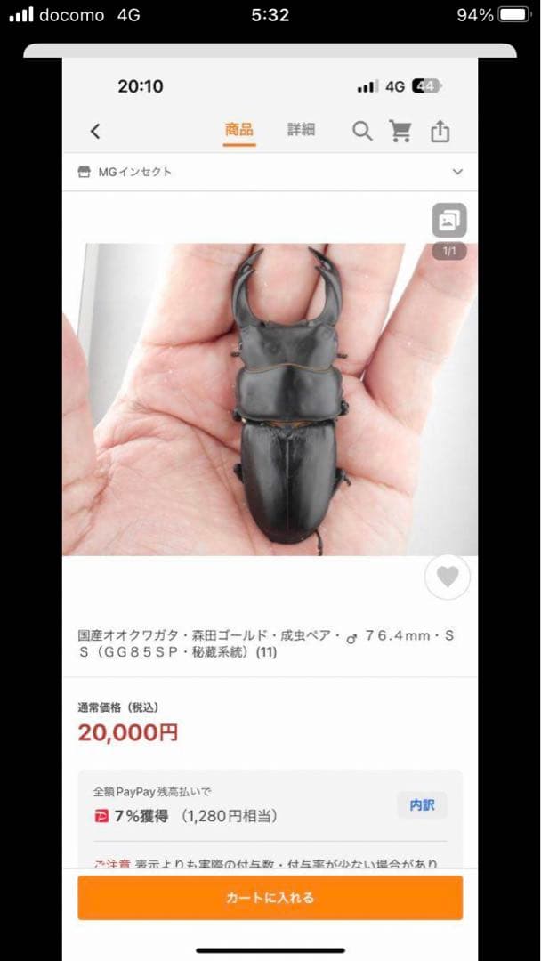 国産クワガタ♂標本セット　※一部欠損あり