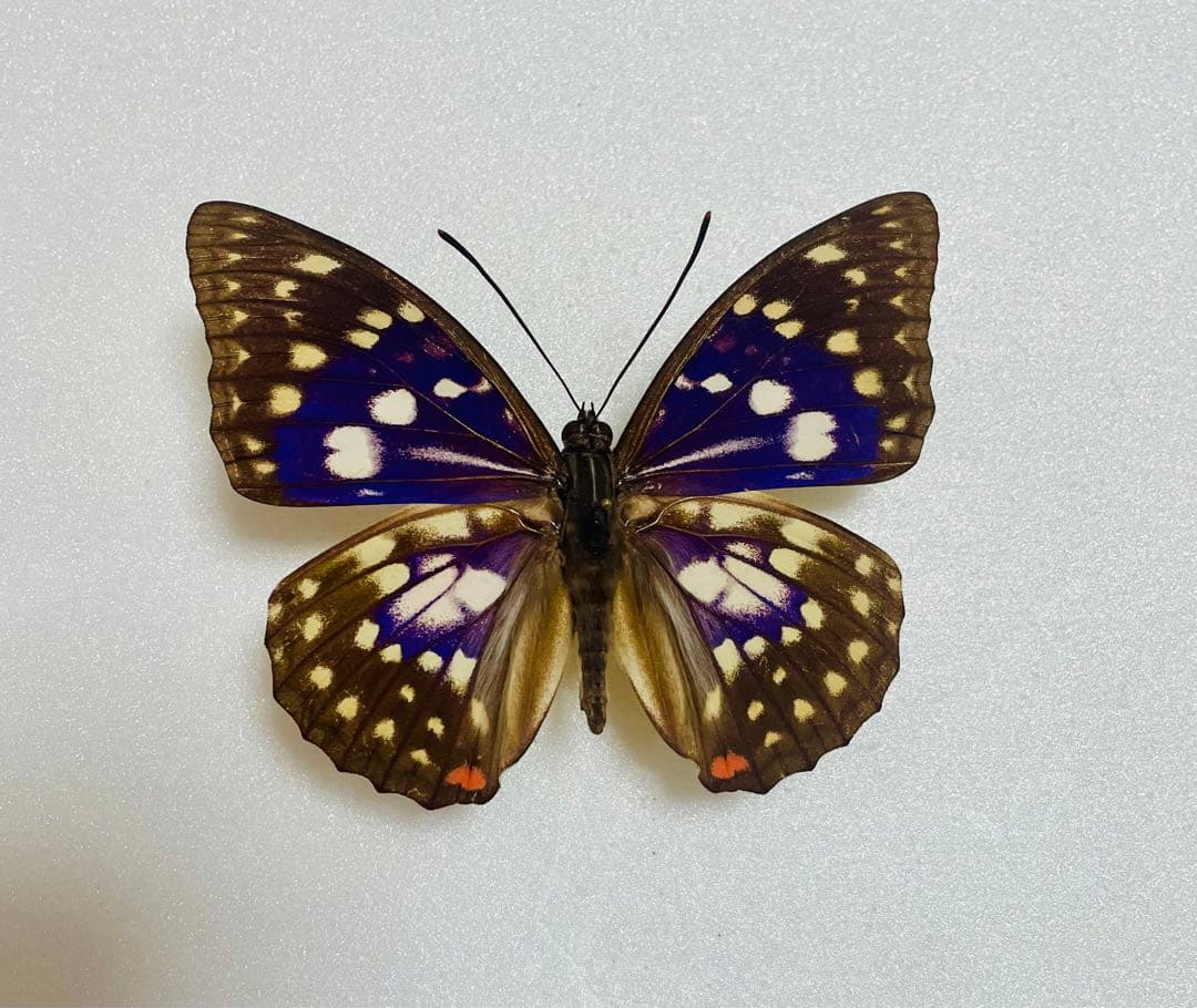 オオムラサキ（1オス・台湾産）