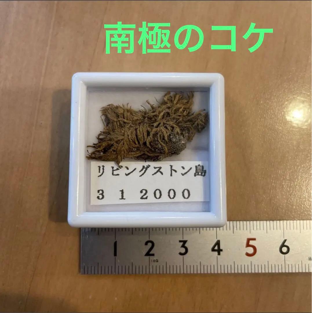 【超珍品】南極のコケ（苔）① 南極リビングストン島産