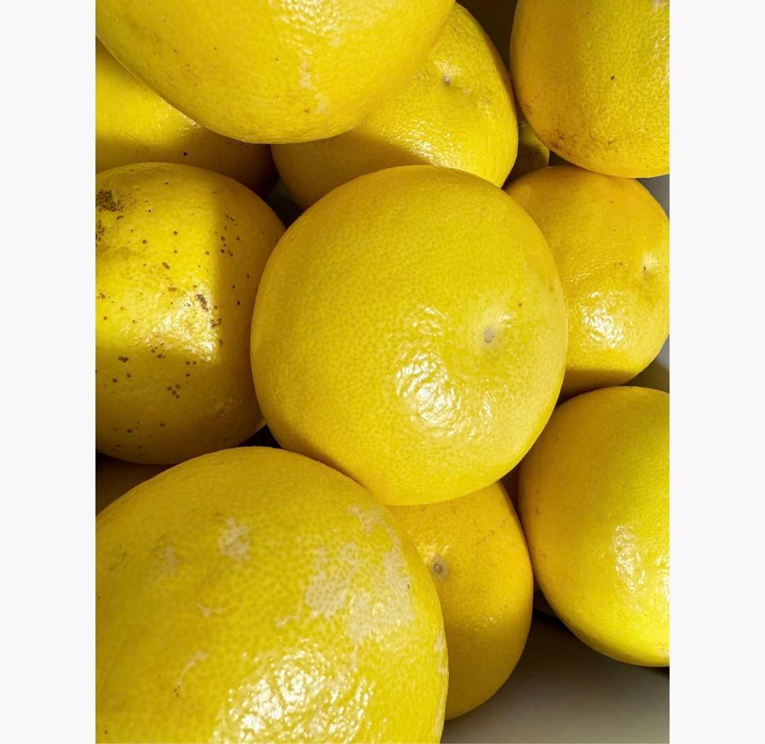 ㉝高知特産 露地栽培 土佐文旦 4L限定 文旦 約20kg 大玉 サイズ