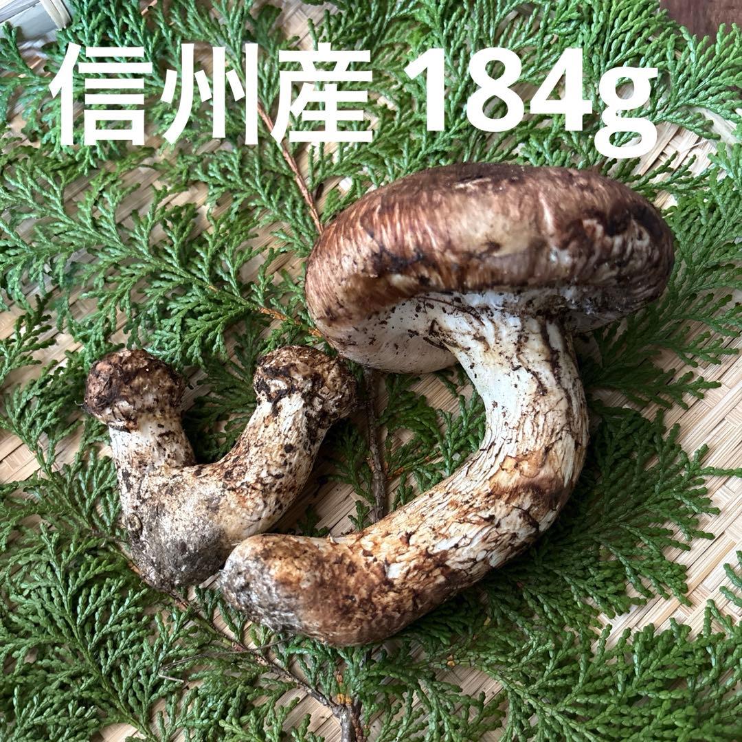 極上&双子‼️長野県南信州産‼️松茸 2本セット 184g 10/17朝採れ