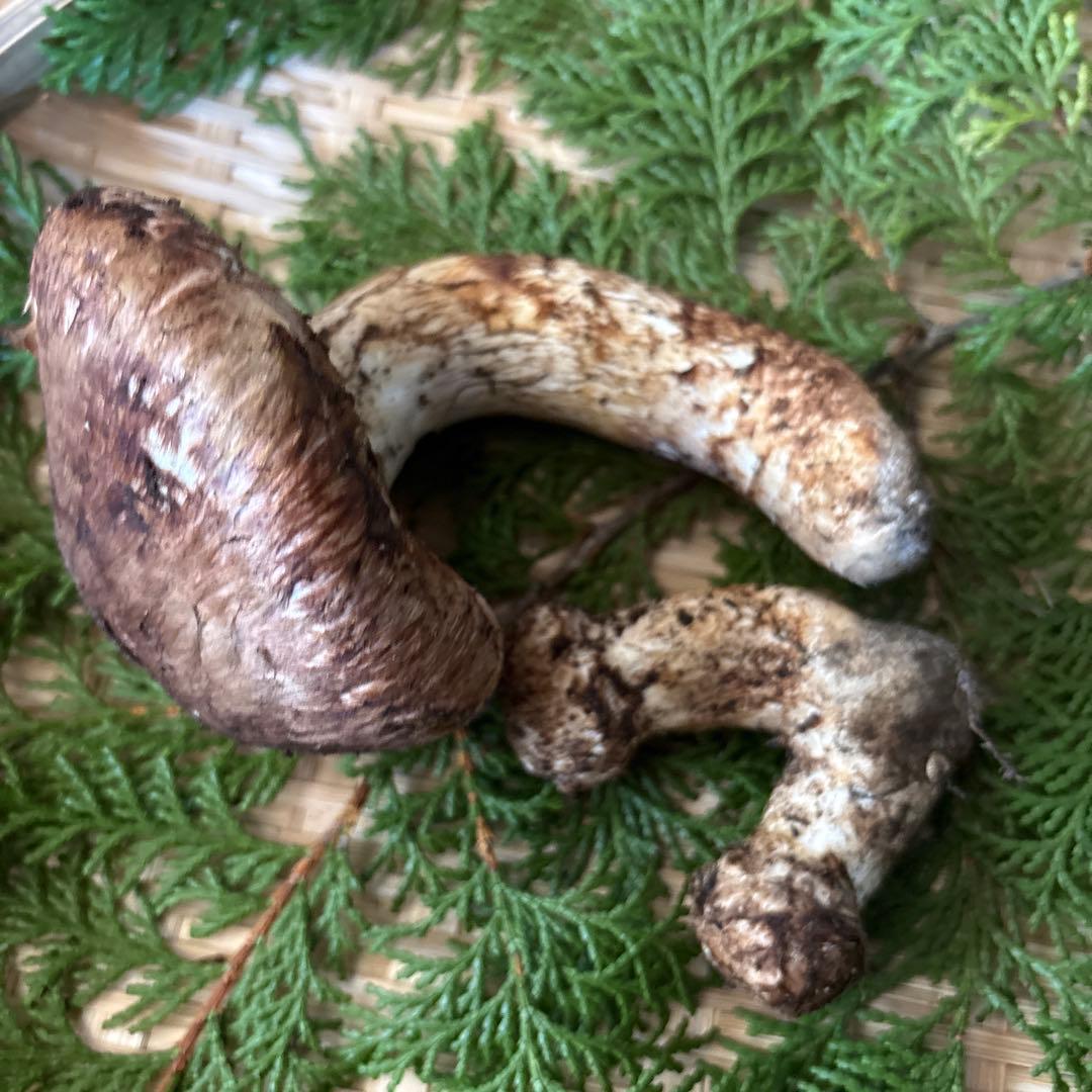 極上&双子‼️長野県南信州産‼️松茸 2本セット 184g 10/17朝採れ