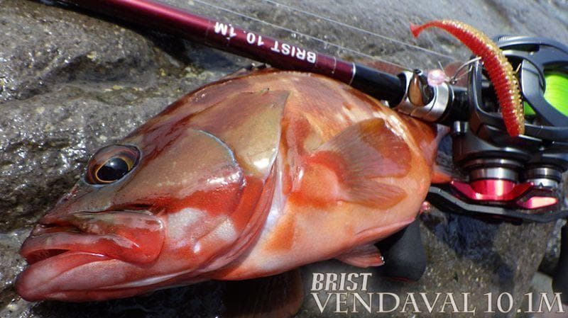 【Fishman/フィッシュマン】BRIST VENDAVAL 10.1M /*